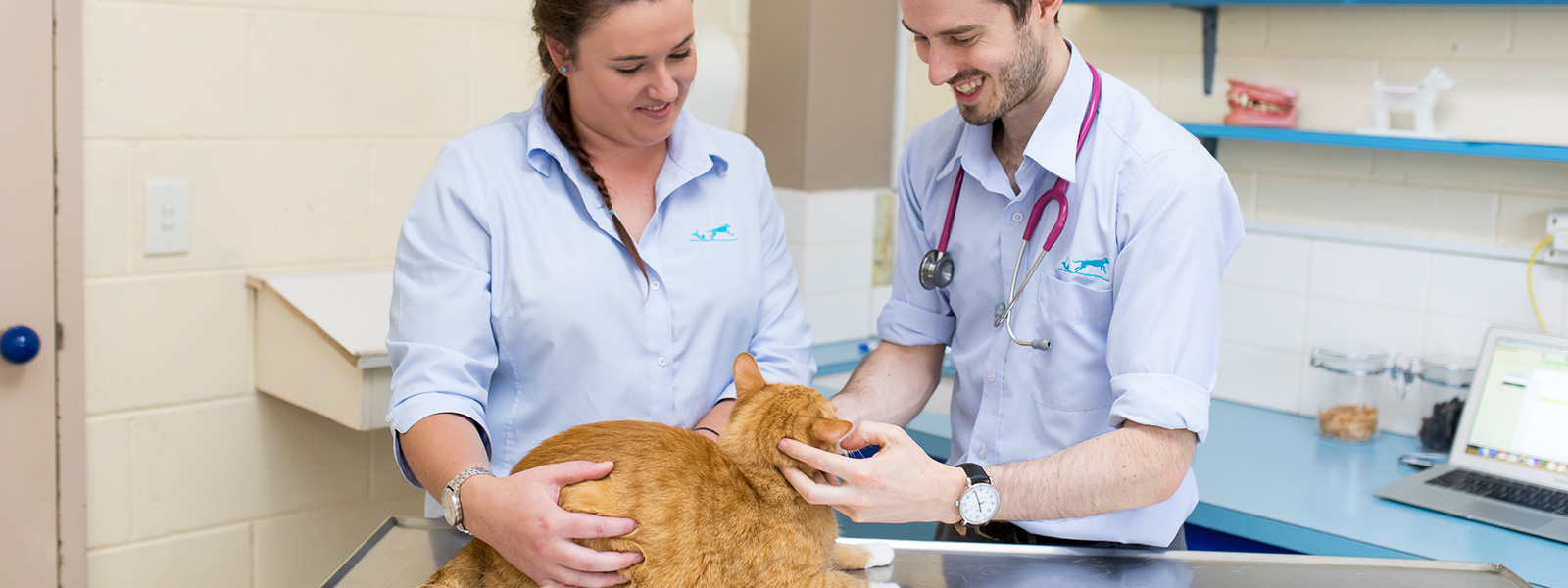 Senior Pet Care Vets in Endeavour Hills