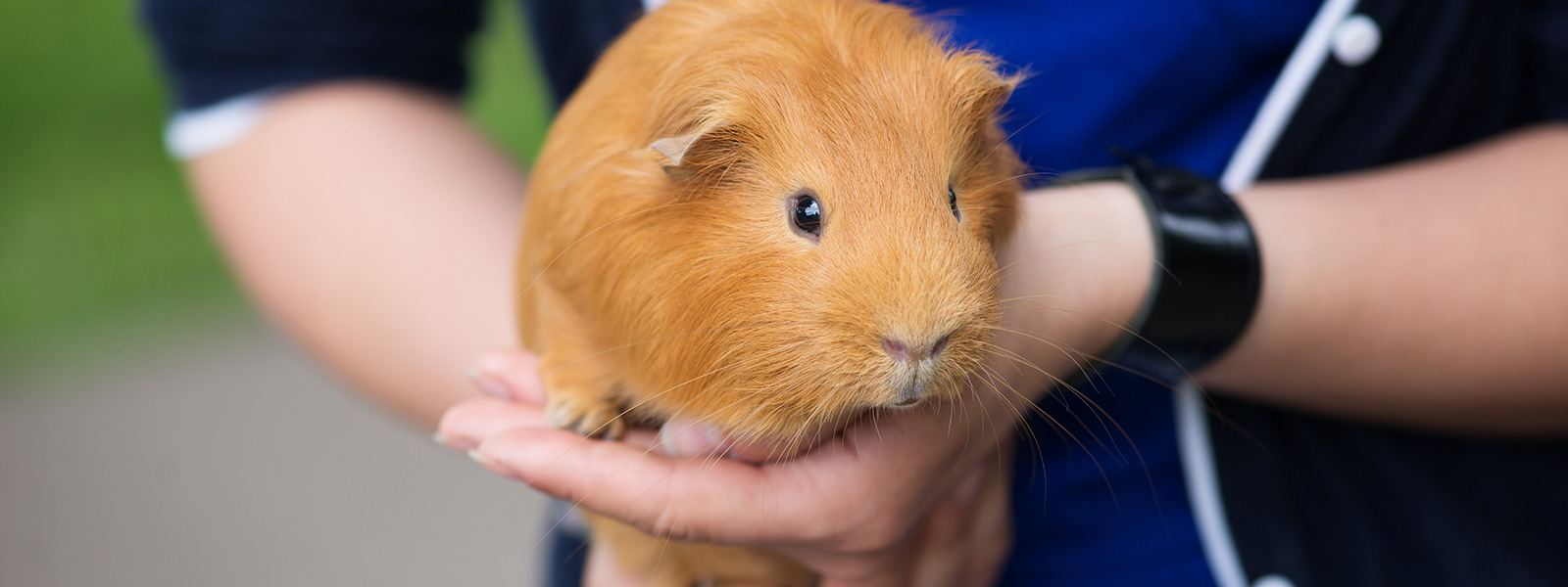 pocketpet Vets in Endeavour Hills