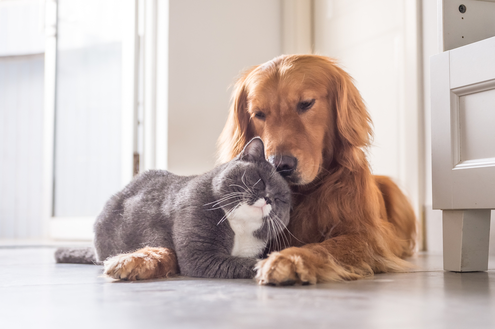 are female or male dogs better with cats
